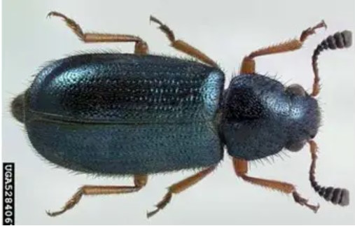 Kumbang Kopra Necrobia rufipes
