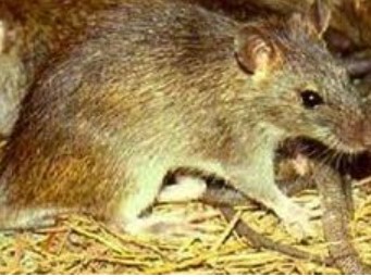 Biologi tikus dan perilakunya